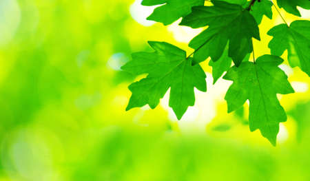 green leaves background in sunny dayの写真素材