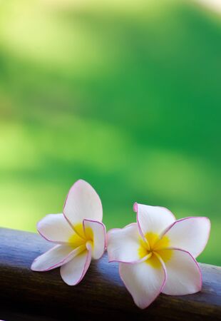 Pink frangipani flowers on green backgroundの写真素材