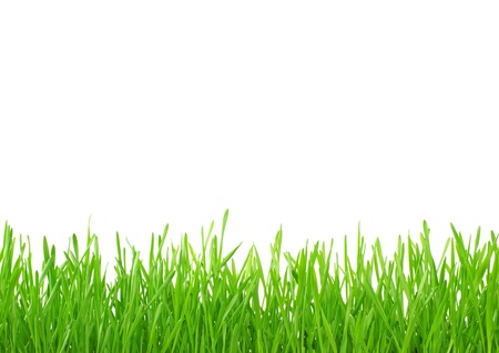 Green grass isolated on white background Green grass isolated on white background