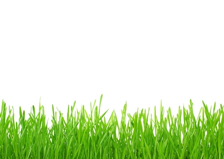 Green grass isolated on white background