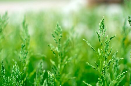 green grass in green backgroundの写真素材