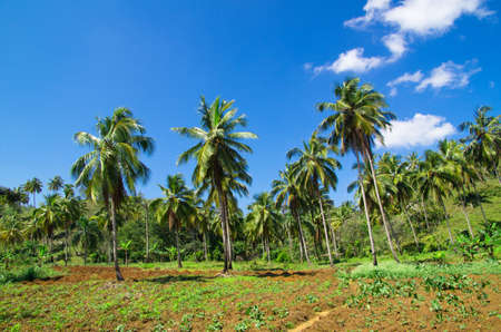 Palm tree on the skyの写真素材