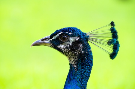 Peacock on a green backgroundの写真素材