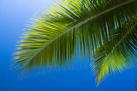 Palm tree on the sky