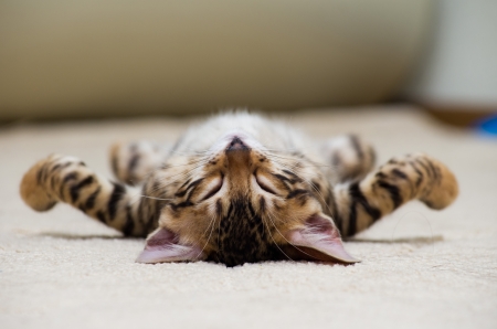 The small British kitten sleeps の写真素材