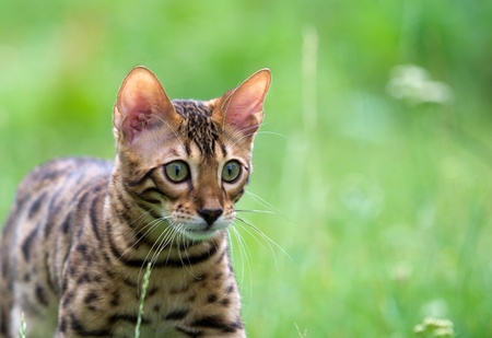 The cat runs on a lawn 