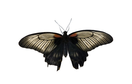  butterfly isolated on white background

の写真素材