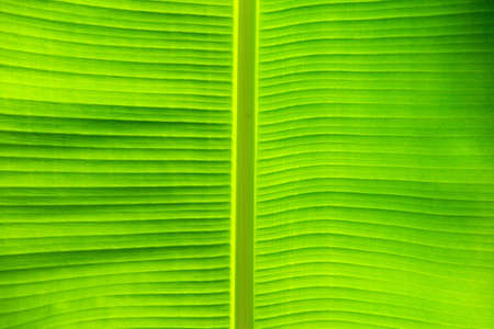 green leaf texture of a plant close upの写真素材