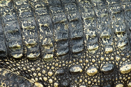 Crocodile skin texture close upの写真素材