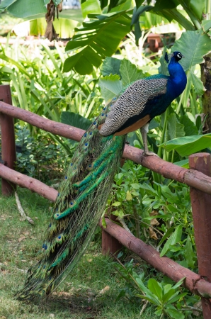 Peacock on a green backgroundの写真素材