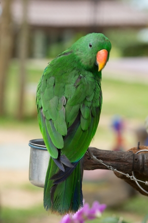 parrot bird sitting on the perchの写真素材