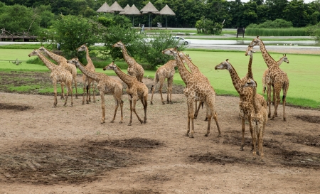giraffes in the zoo safari parkの写真素材