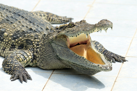 Close up of an Alligatorの写真素材