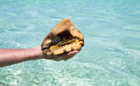  shell held by hands in a tropical place