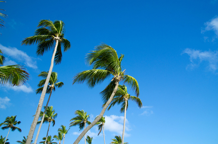 Palm tree on the skyの写真素材