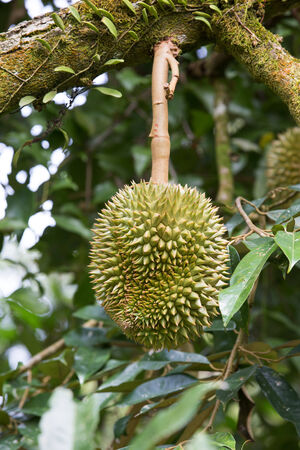 Fresh durian in the orchardの写真素材