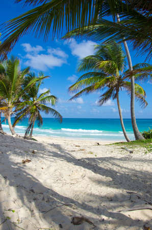 Caribbean clear beach and tropical seaの写真素材