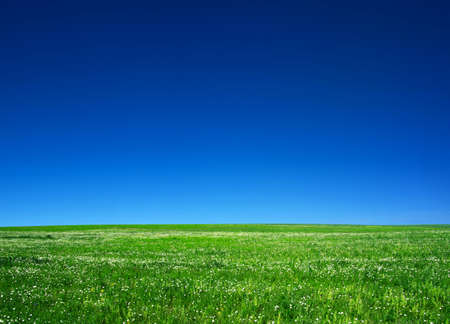 field on a background of the blue skyの写真素材