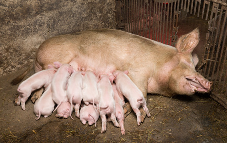 Little piglets suckling their mother の写真素材