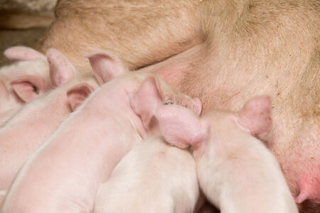 Little piglets suckling their motherの写真素材