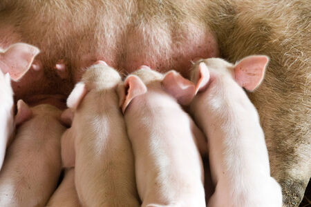 Little piglets suckling their motherの写真素材