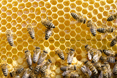 Close up view of the working bees on honeycellsの写真素材