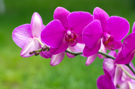 beautiful orchid on green の写真素材