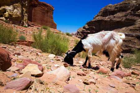 Beautiful red rock formations in Petra Jordan.の写真素材