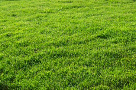 Green grass texture from a fieldの写真素材