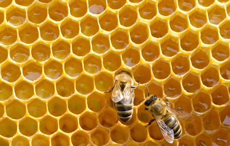 Close up view of the working bees on honeycellsの写真素材