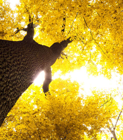 autumn leaves background in sunny dayの写真素材