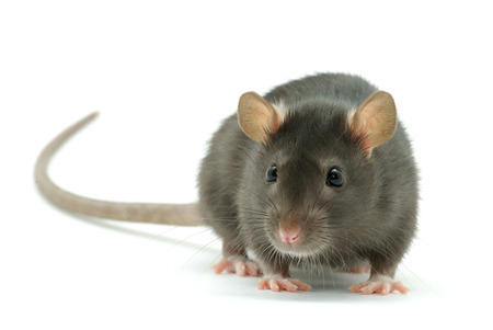 funny rat  isolated on white backgroundの写真素材