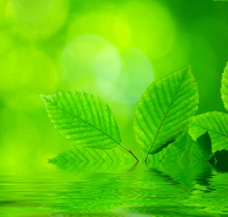 green leaves background in sunny dayの写真素材