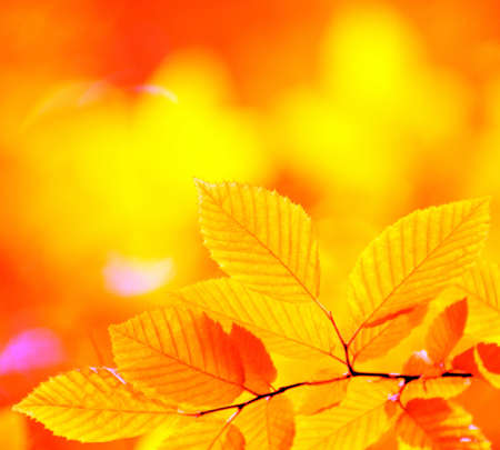 autumn leaves background in sunny dayの写真素材