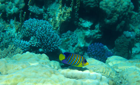 coral garden full of colorful fishesの写真素材