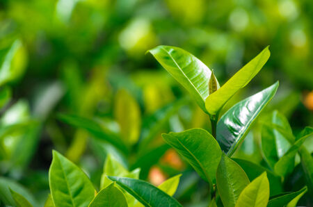 Green tea bud and fresh leavesの写真素材