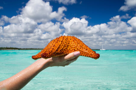 Starfish in hand in seaの写真素材