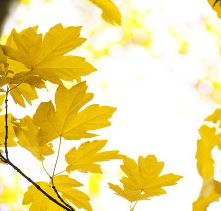 autumn leaves background in sunny day