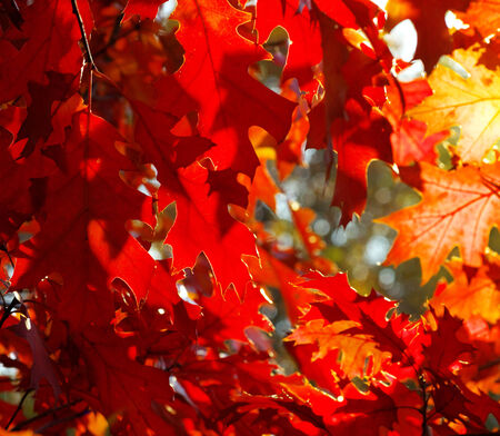 autumn leaves background in a sunny day