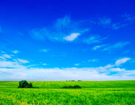 field on a background of the blue sky