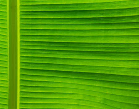 green leaf texture of a plant close upの写真素材
