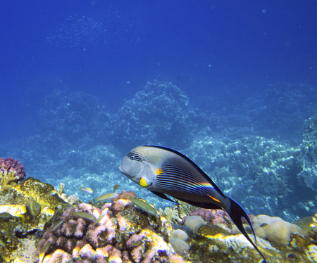 Coral reef with soft and hard corals with exotic fishes anthias