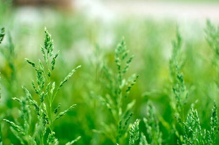 green grass in green backgroundの写真素材
