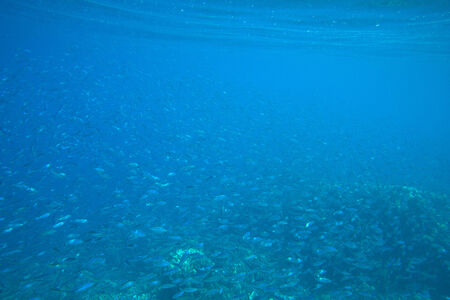 Coral and fish in the Red Sea
