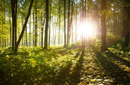 Sunlight in the forest