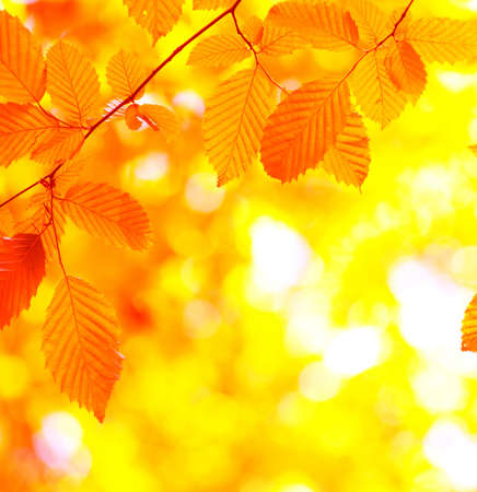 autumn leaves background in sunny day