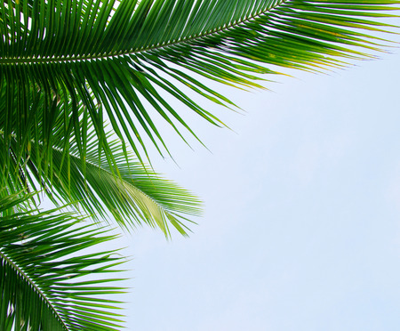 Green palm tree on blue sky backgroundの写真素材