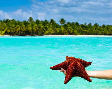 Starfish in hand in seaの写真素材