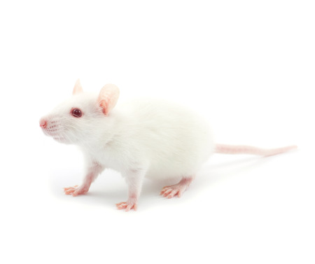 white rat isolated on white backgroundの写真素材