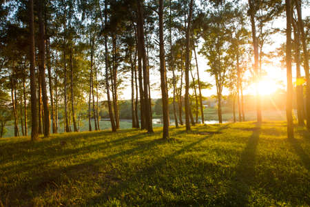 Sunlight in the forestの写真素材